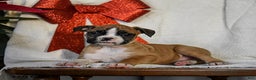 Boxer dogs for sale: Snowflake - Ad 4