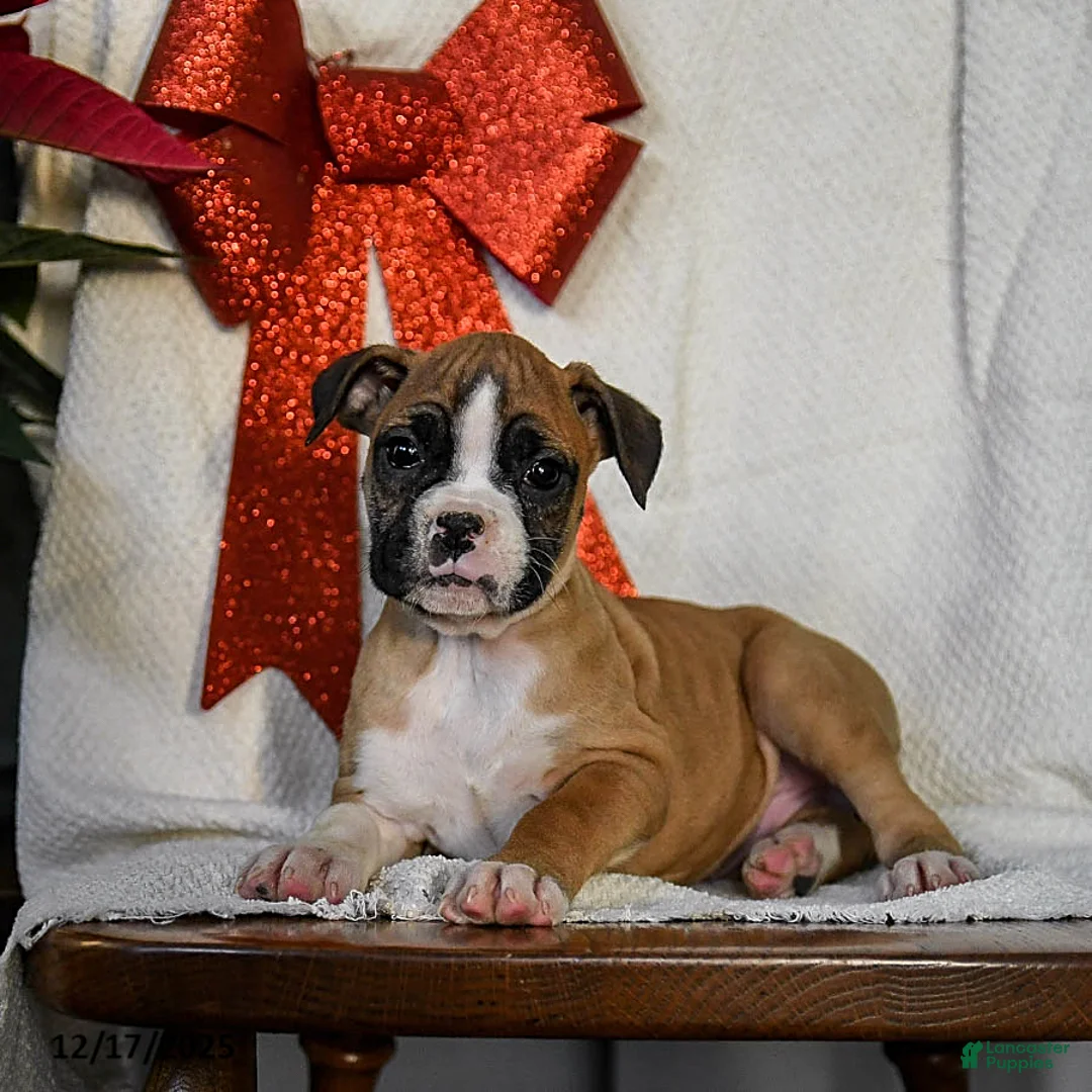 Boxer dogs for sale: Snowflake - Ad 4