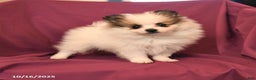 Pomeranian dogs for sale: Sport - Ad 7