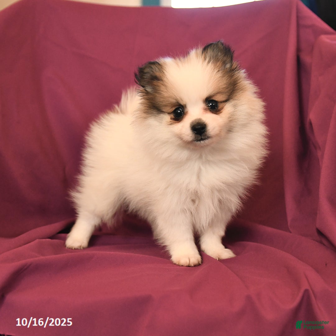 Pomeranian dogs for sale: Sport - Ad 7