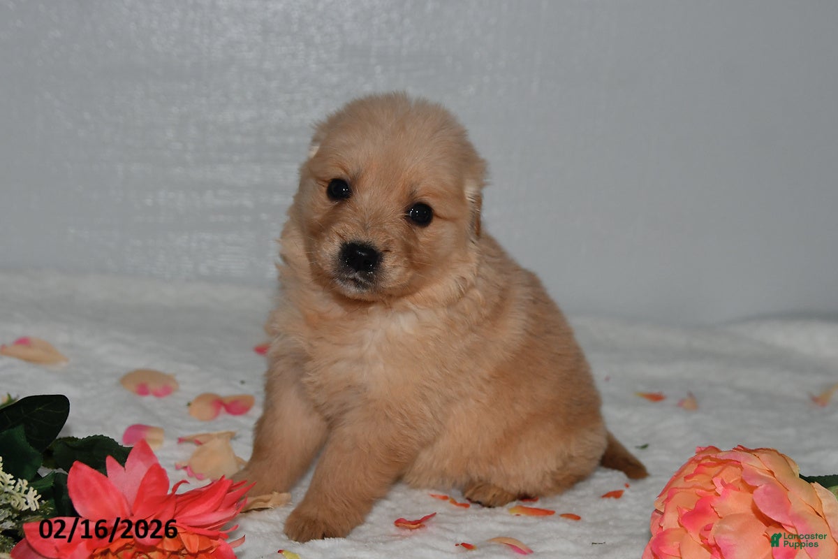 Golden Retriever dogs Fern - Ad 2