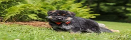 German Shepherd dogs for sale: German Shepherd 1 - Ad 5