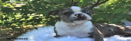 Boston Terrier dogs for sale: Brooklyn - Ad 3
