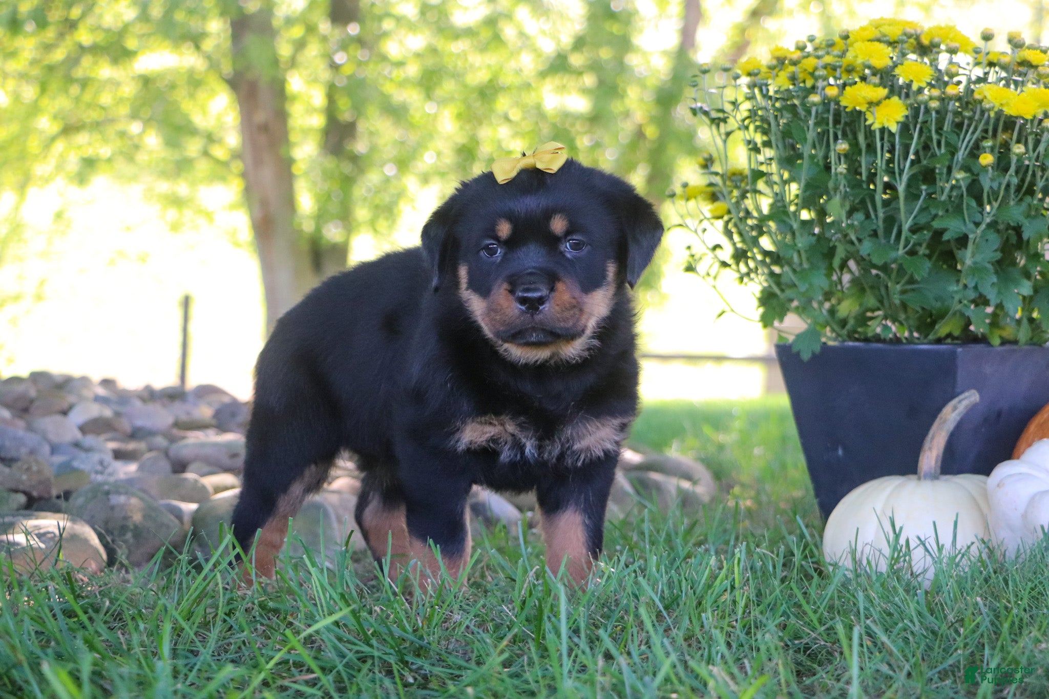 Rottweiler dogs Oakley - Ad 2