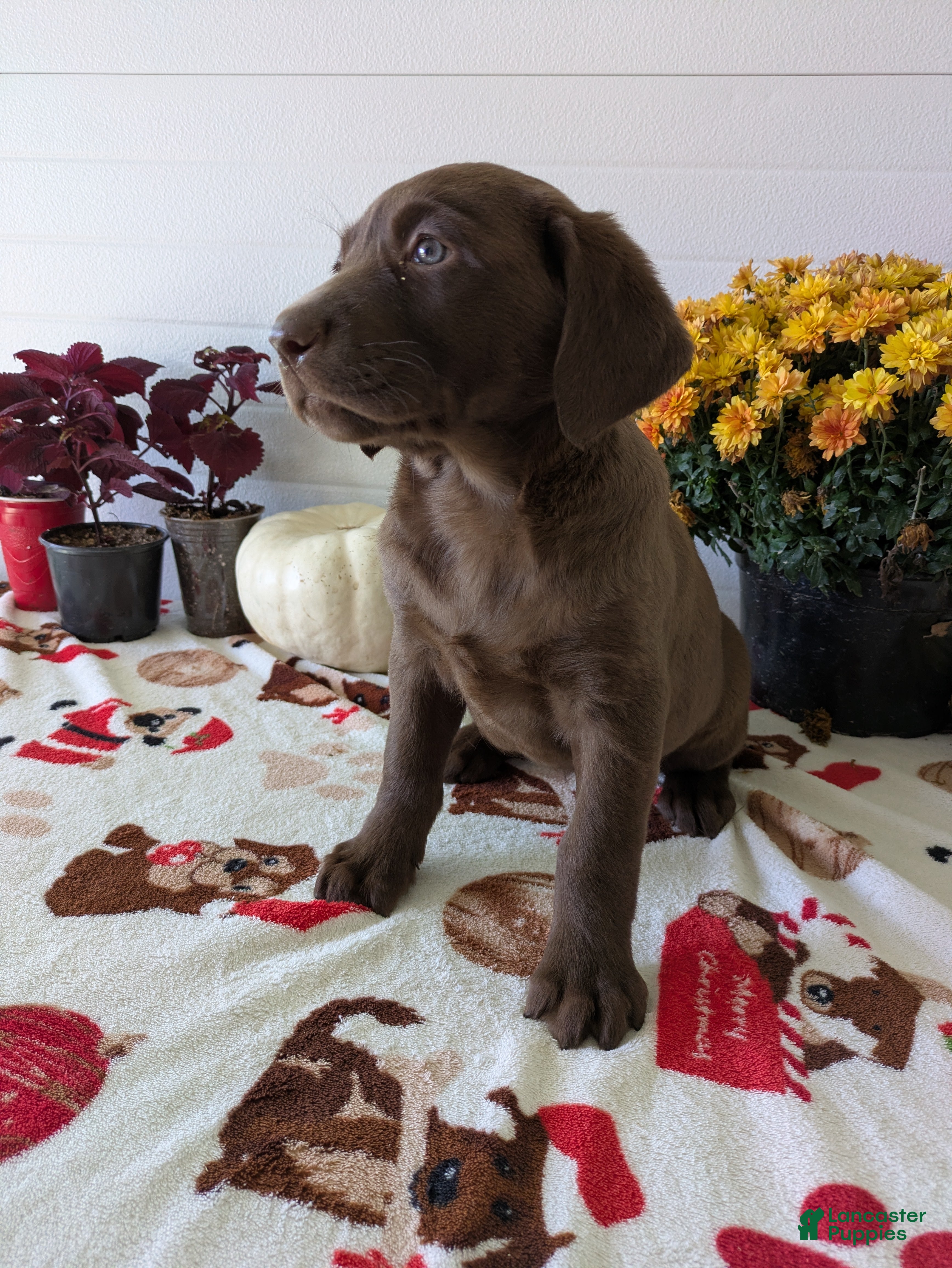 Labrador Retriever dogs for sale: Lucy - Ad 3