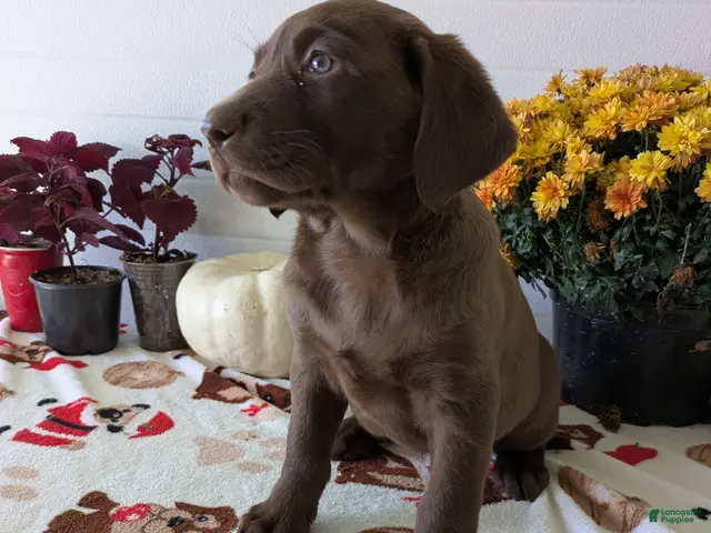 Labrador Retriever dogs for sale: Lucy - Ad 1