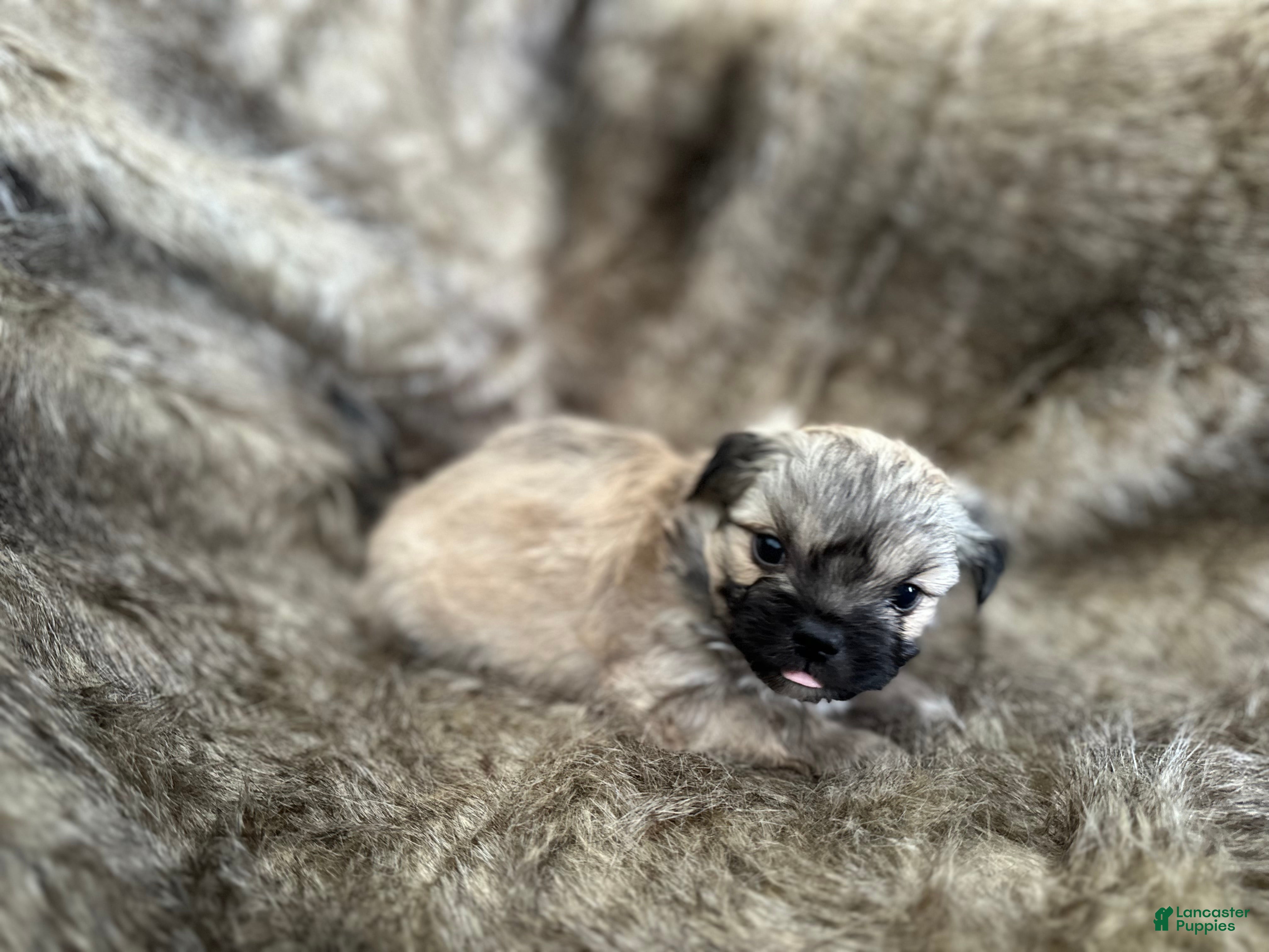 Mixed Breed dogs Theo - Ad 41