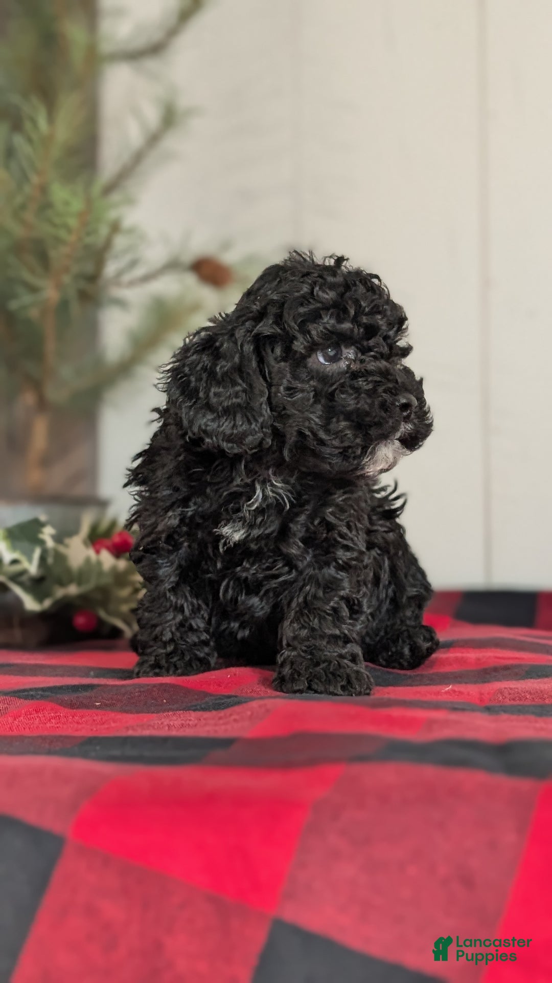 Cockapoo dogs for sale: Shiloh - Ad 3