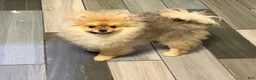 Pomeranian dogs for sale: Pomeranian Puppy 3 - Ad 10