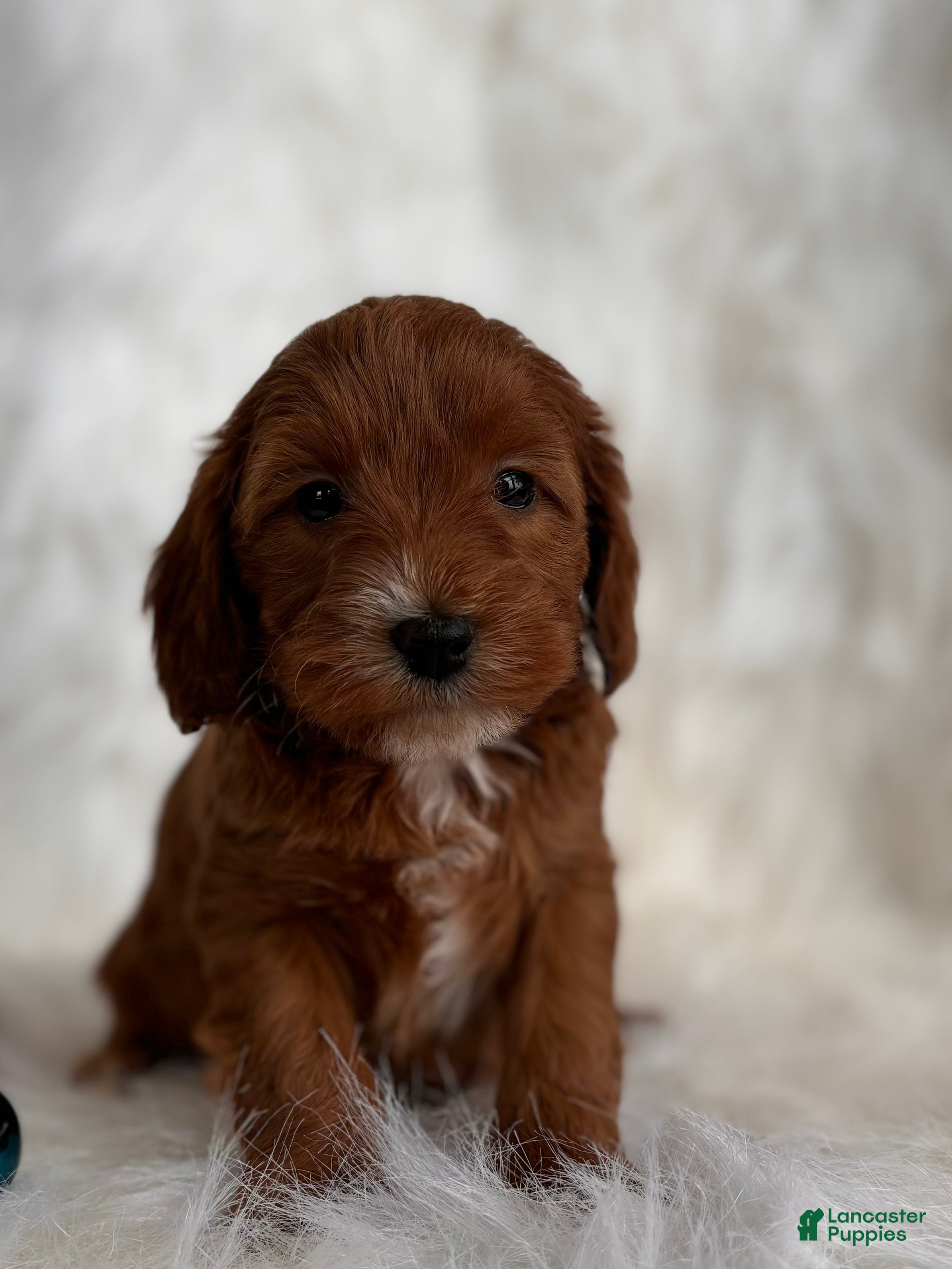 Mixed Breed dogs Mini Belle - Ad 10