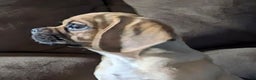 Puggle dogs for sale: Brent - Ad 5