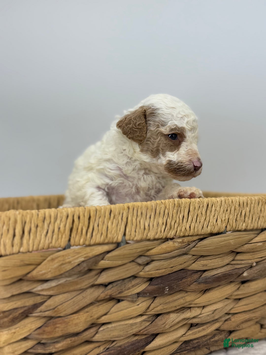 Miniature Poodle dogs for sale: Pudding - Ad 6