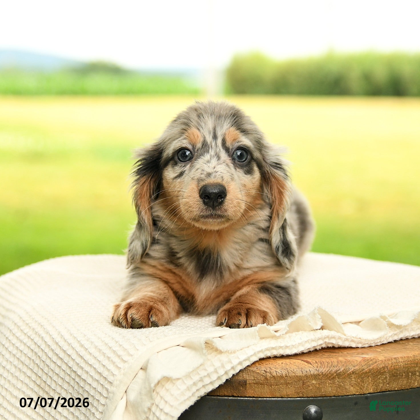 Miniature Dachshund dogs Piper - Ad 2