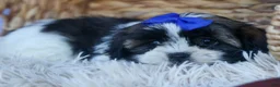 Shih Tzu dogs for sale: SAMSON - Ad 6