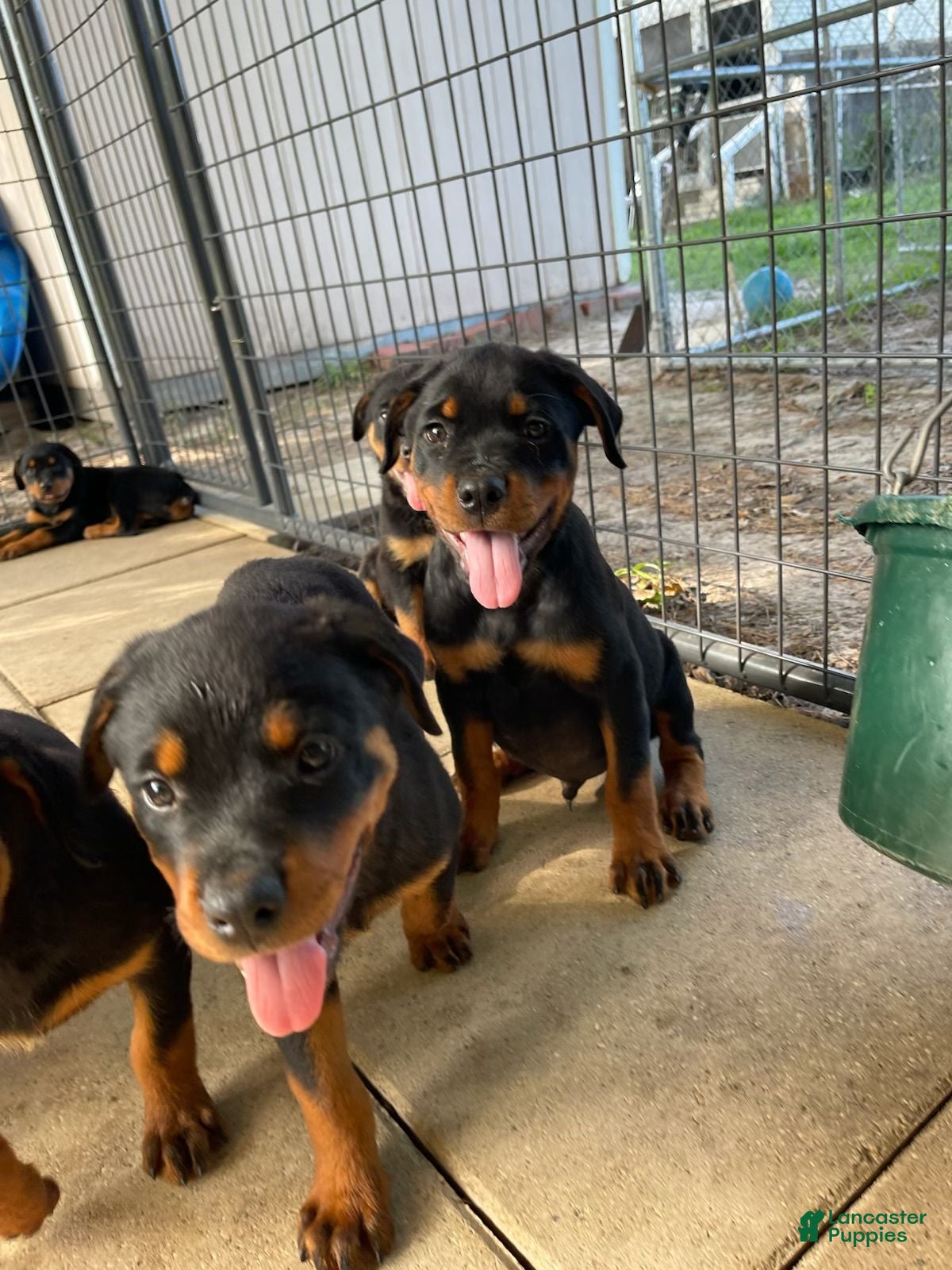 Rottweiler dogs Rottweiler 1 - Ad 1