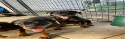 Rottweiler dogs for sale: Rottweiler 1 - Ad 1
