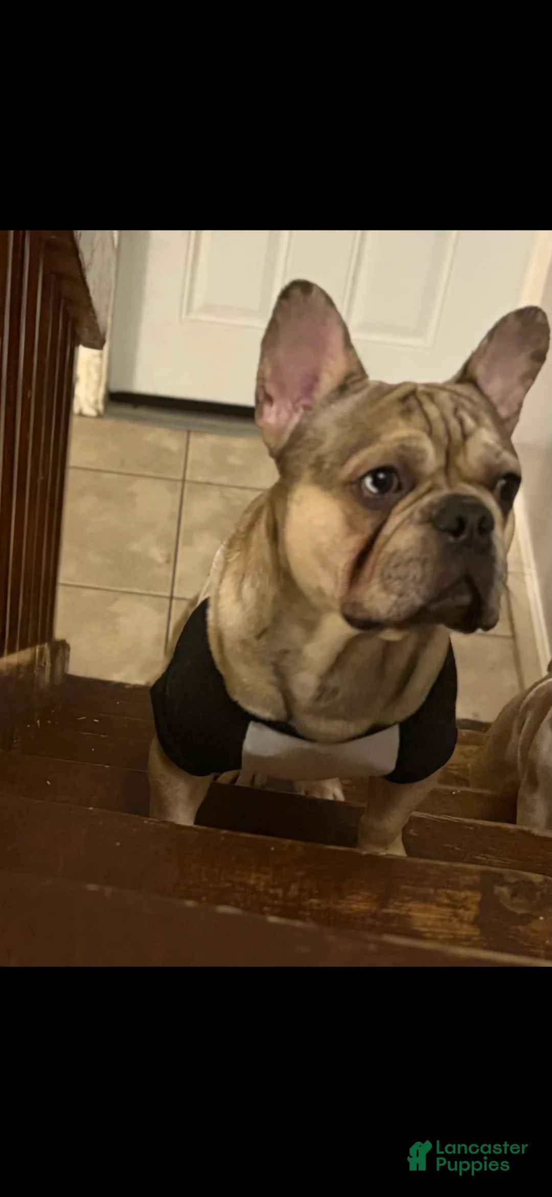 Goldendoodle dogs for sale: Goldendoodle Puppy 2 - Ad 5