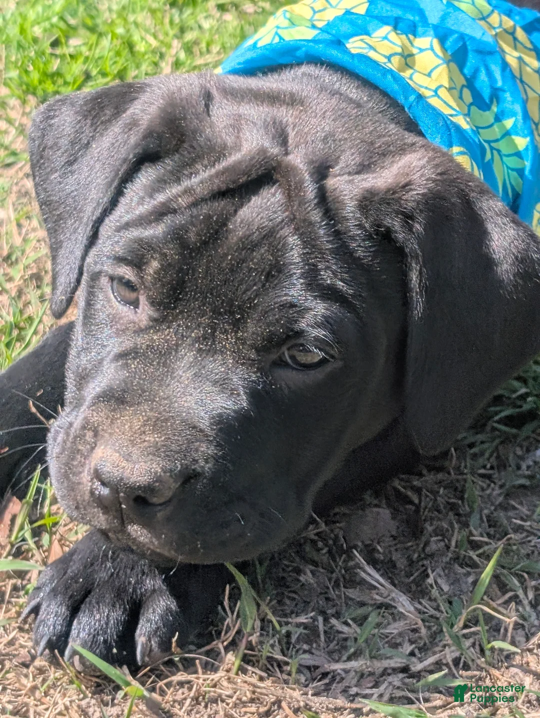 Labrador Retriever dogs for sale: Labrador Retriever Puppy 9 - Ad 2
