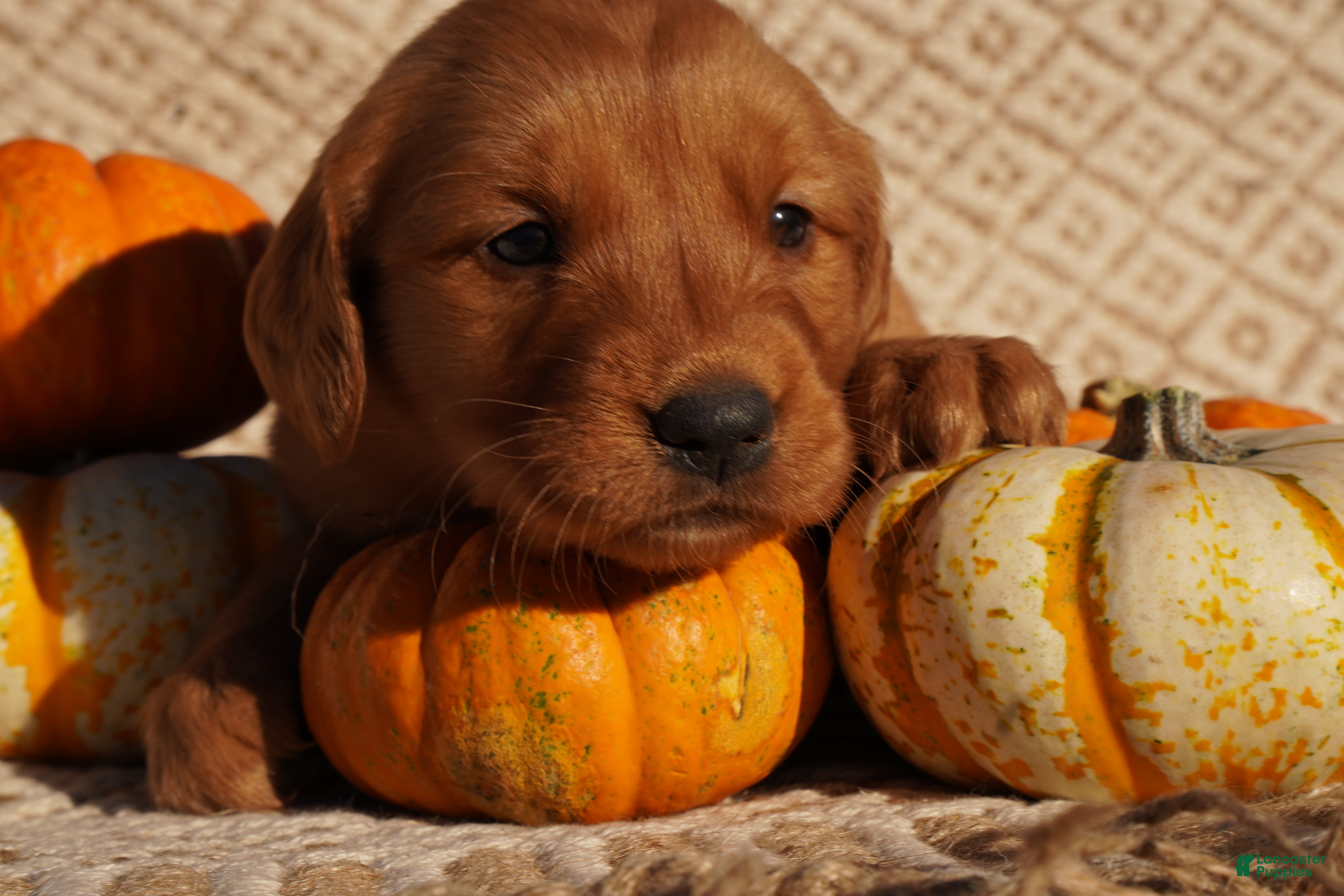 Golden Retriever dogs for sale: Missy - AKC, Genetically Clear - Ad 1