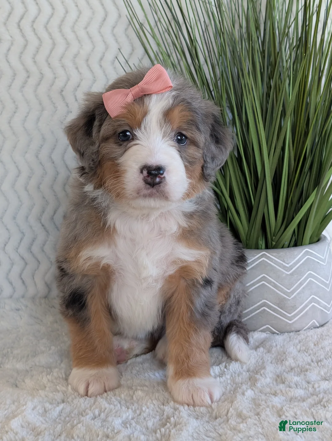 Mini Bernedoodle dogs for sale: Mini Indy  - Ad 28