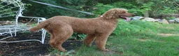 Standard Poodle dogs for sale: Adam - Ad 7