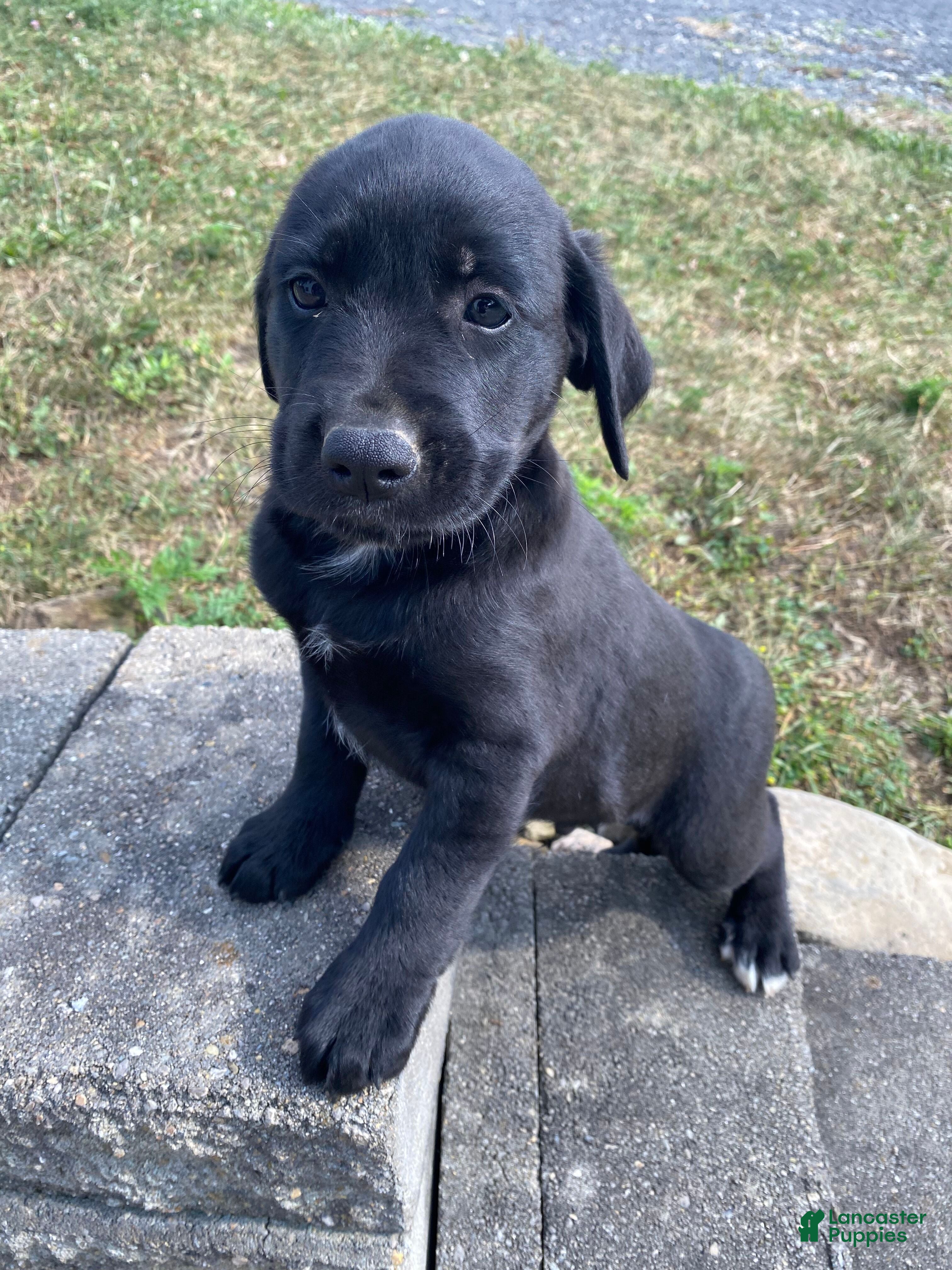 Mixed Breed dogs Hank - Ad 1