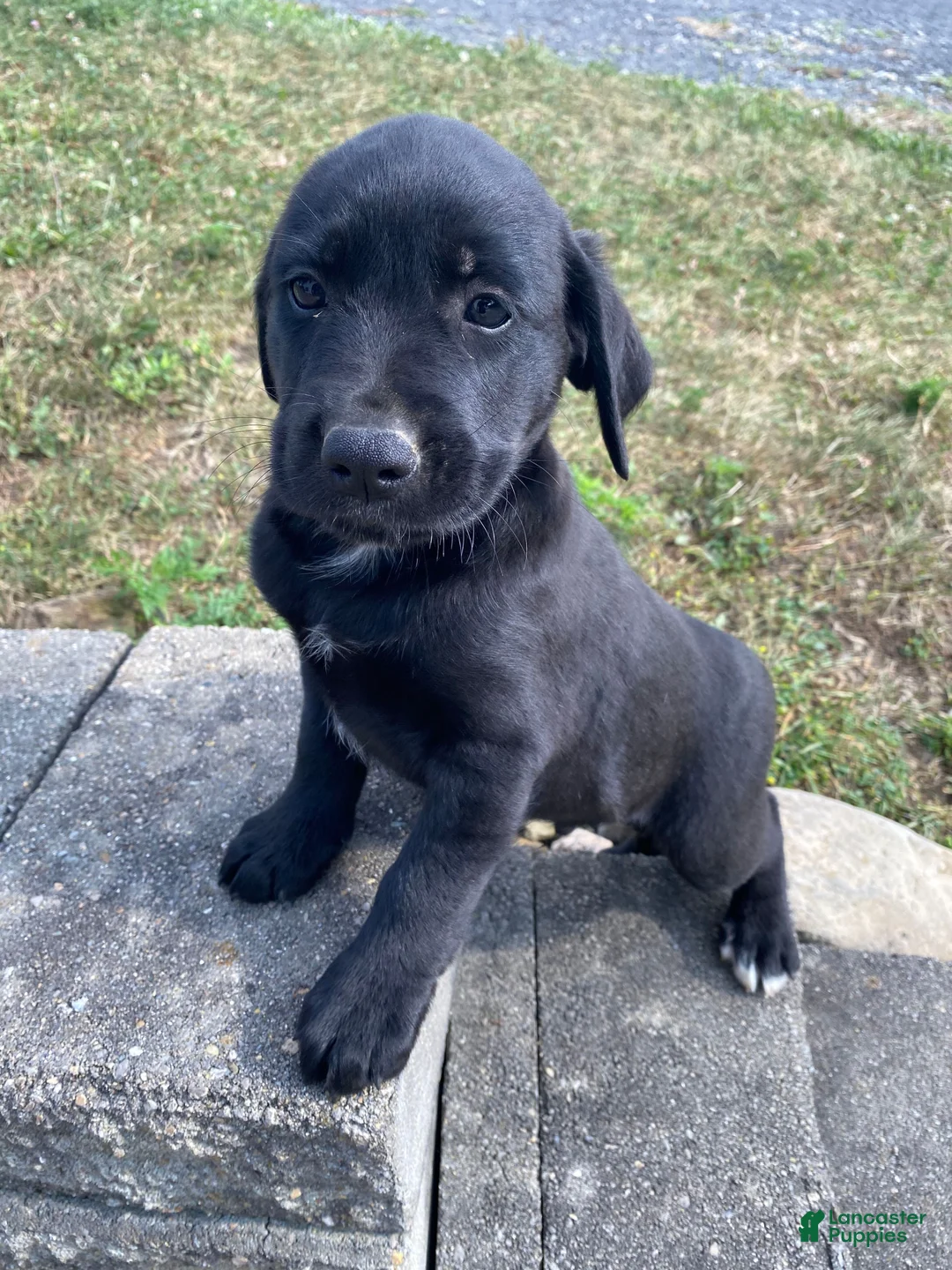 Mixed Breed dogs for sale: Hank - Ad 1