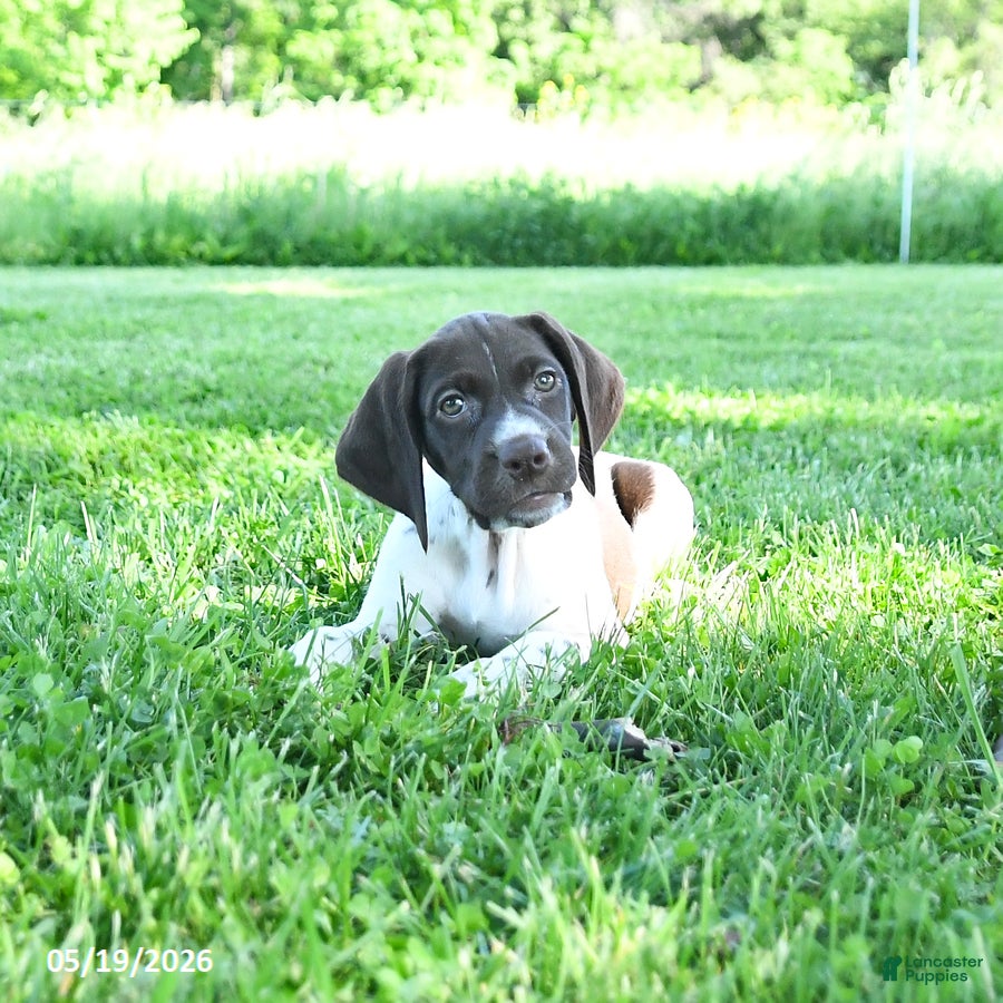 German Shorthaired Pointer dogs Gem  - Ad 2