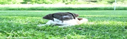 German Shorthaired Pointer dogs for sale: Gem  - Ad 2