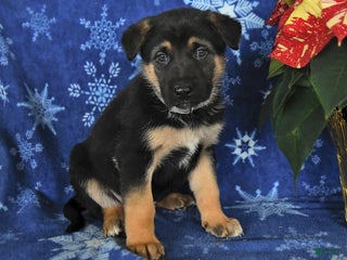 German Shepherd dogs Neil - Ad 41