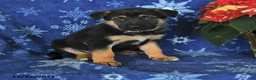 German Shepherd dogs for sale: Neil - Ad 6