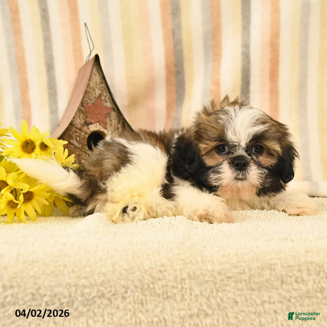 Shih Tzu dogs for sale: Max - Ad 2