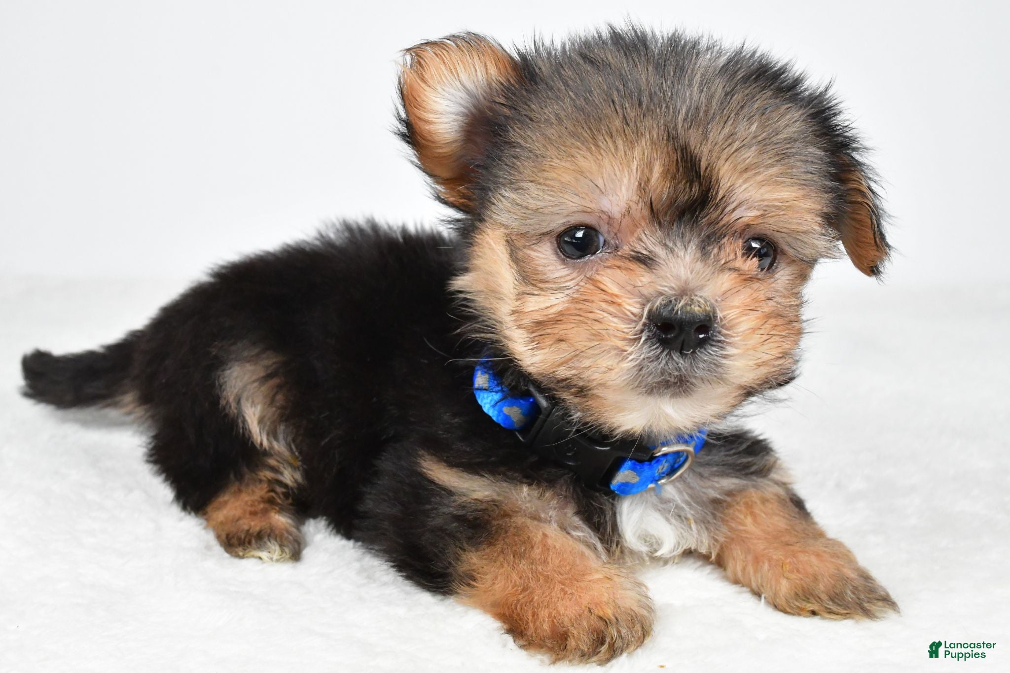 Morkie dogs Jeff teacup - Ad 2