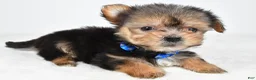Morkie dogs for sale: Jeff teacup - Ad 2