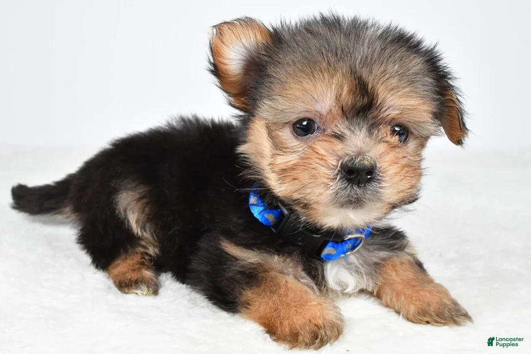 Morkie dogs for sale: Jeff teacup - Ad 2