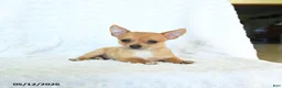 Chihuahua dogs for sale: Rusty - Ad 4