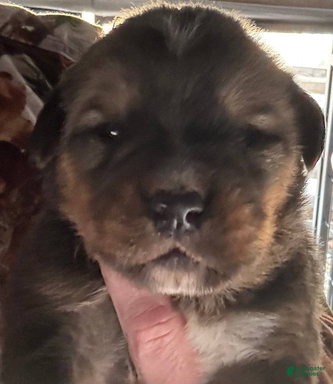Mixed Breed dogs for sale: Tibetan Mastiff/Bernese Mountain Dog Male 1 - Ad 1