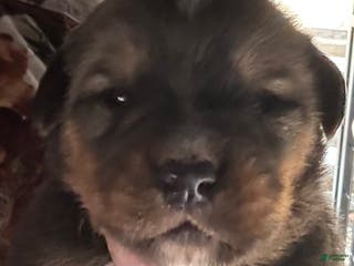 Mixed Breed dogs Tibetan Mastiff/Bernese Mountain Dog Male 1 - Ad 18