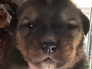 Mixed Breed dogs Tibetan Mastiff/Bernese Mountain Dog Male 1 - Ad 7