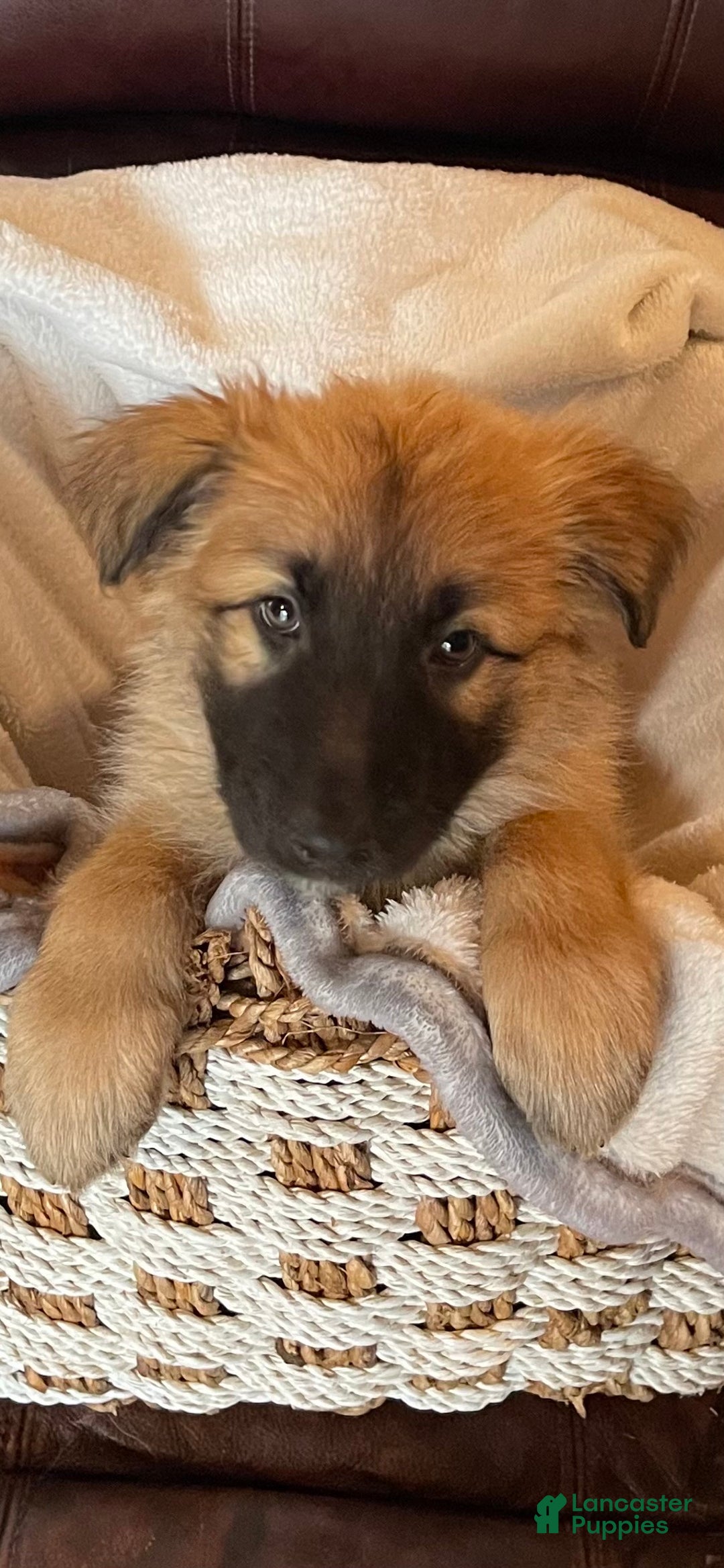 German Shepherd dogs for sale: Dorey - Ad 2