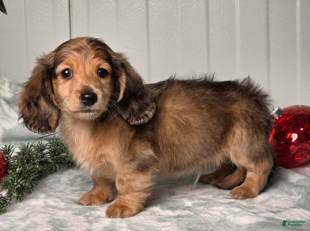 Miniature Dachshund dogs for sale: Shane - Ad 10