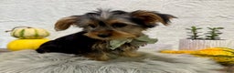 Yorkshire Terrier dogs for sale: Koby - Ad 3