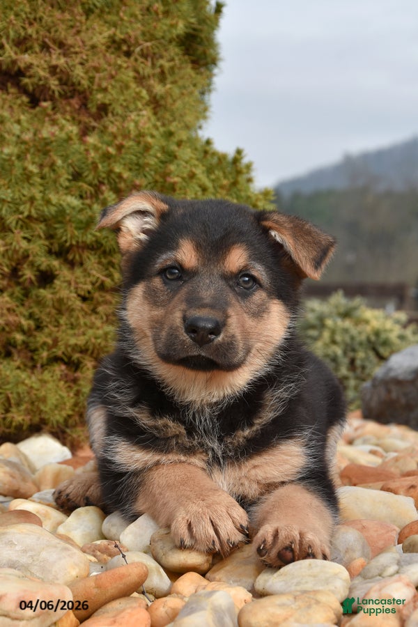 Mixed Breed dogs Missy - Ad 2