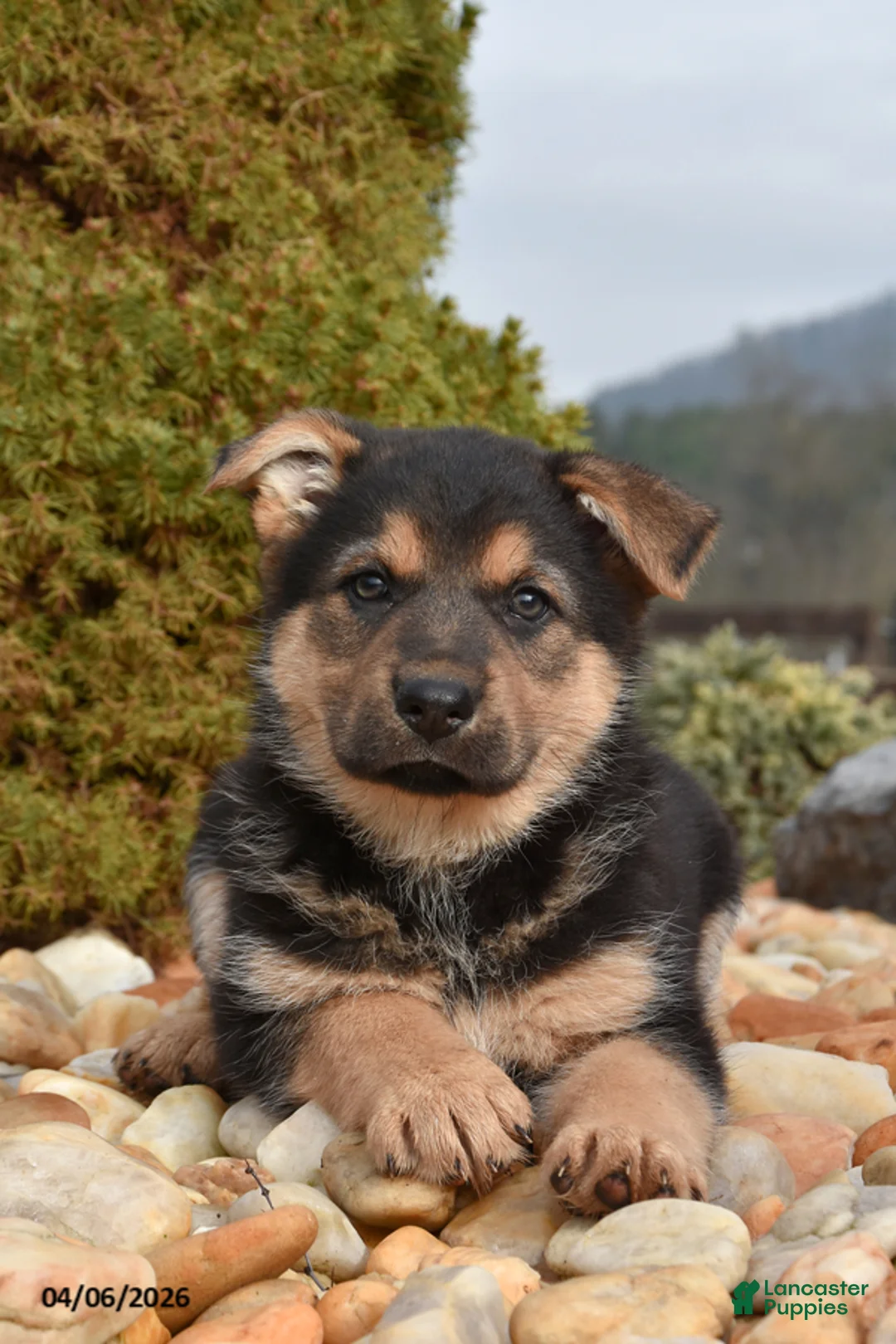 Mixed Breed dogs for sale: Missy - Ad 2