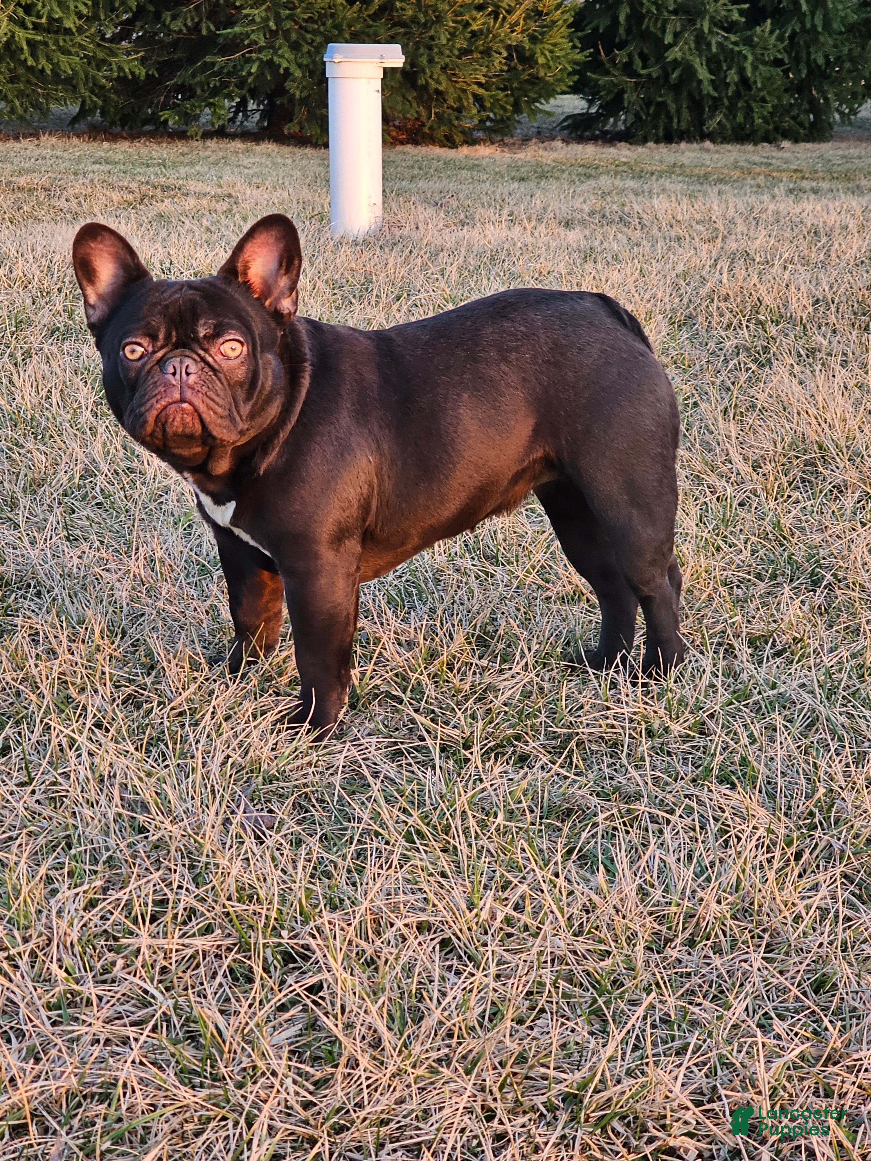 French Bulldog dogs Laylani  - Ad 13