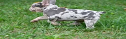 French Bulldog dogs for sale: Roxy - Ad 3