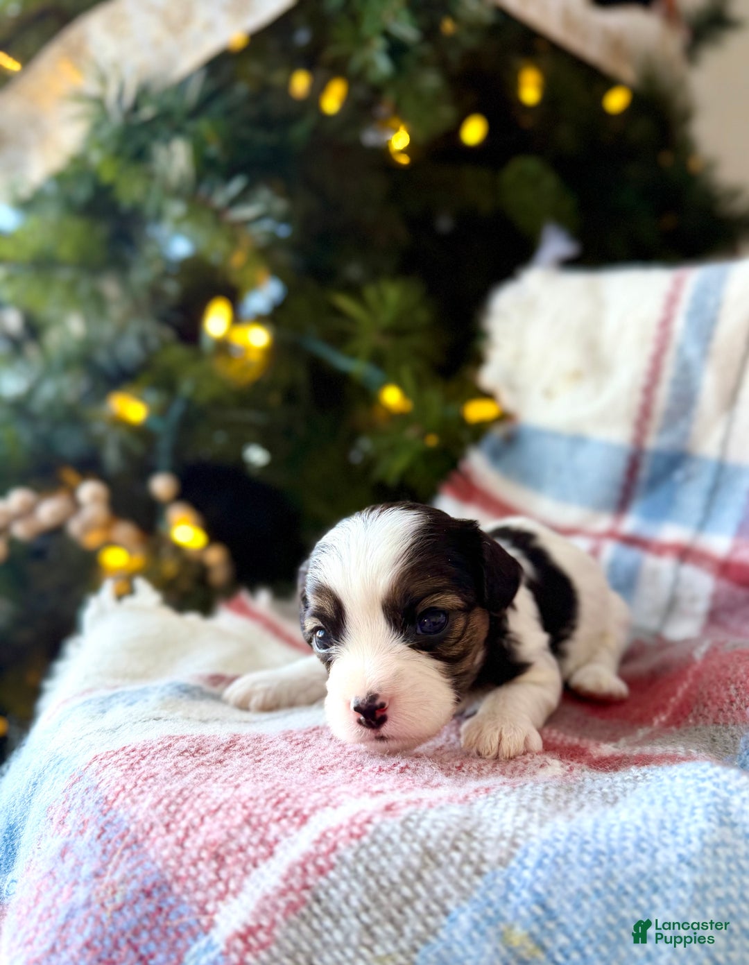 Cavapoo dogs for sale: Noel - Ad 1