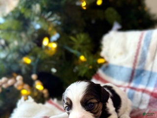 Cavapoo dogs Noel - Ad 4