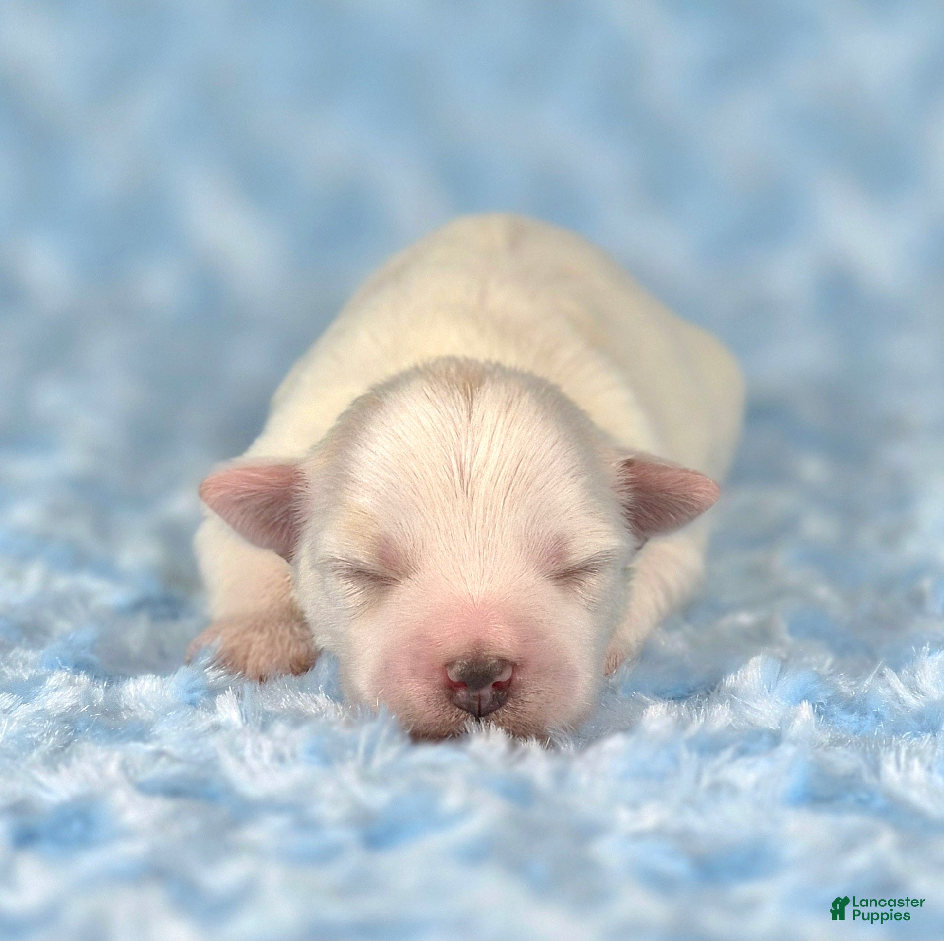 Miniature Schnauzer dogs Winston - Ad 1