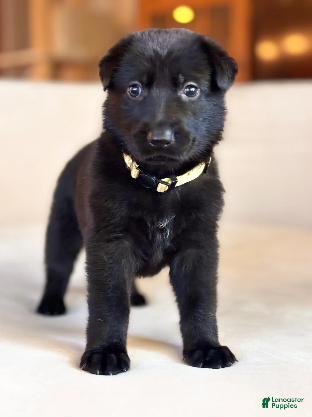 German Shepherd dogs for sale: Ms Yellow - Ad 2
